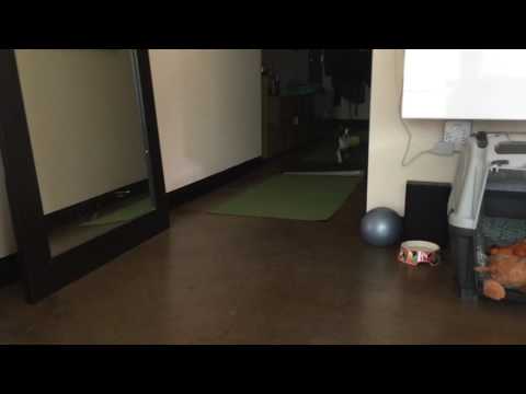 Boston Terrier puppy flopping around