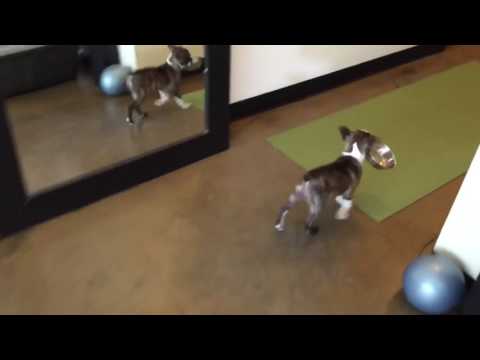 Boston Terrier stealing older dog’s bowl