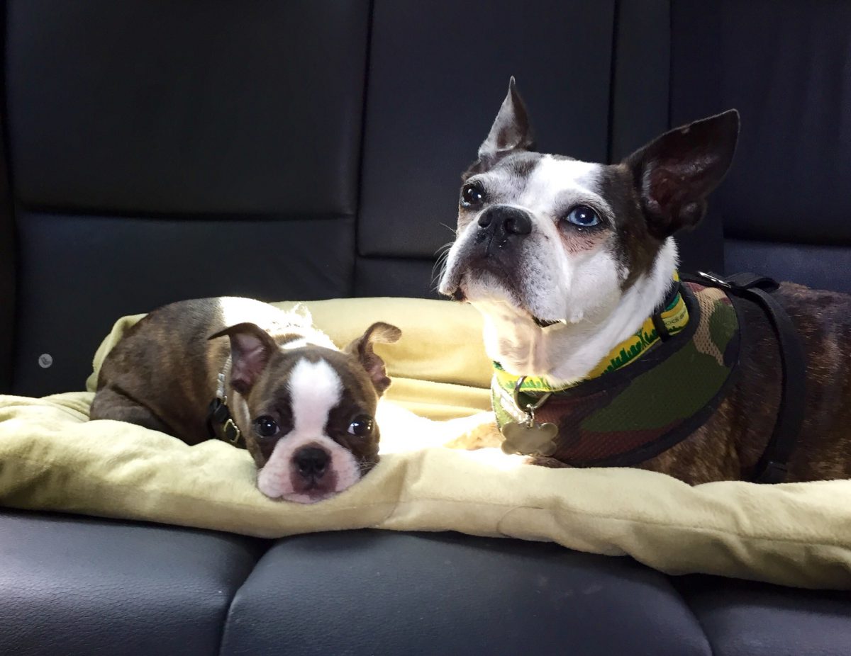 Boston Terriers in the car