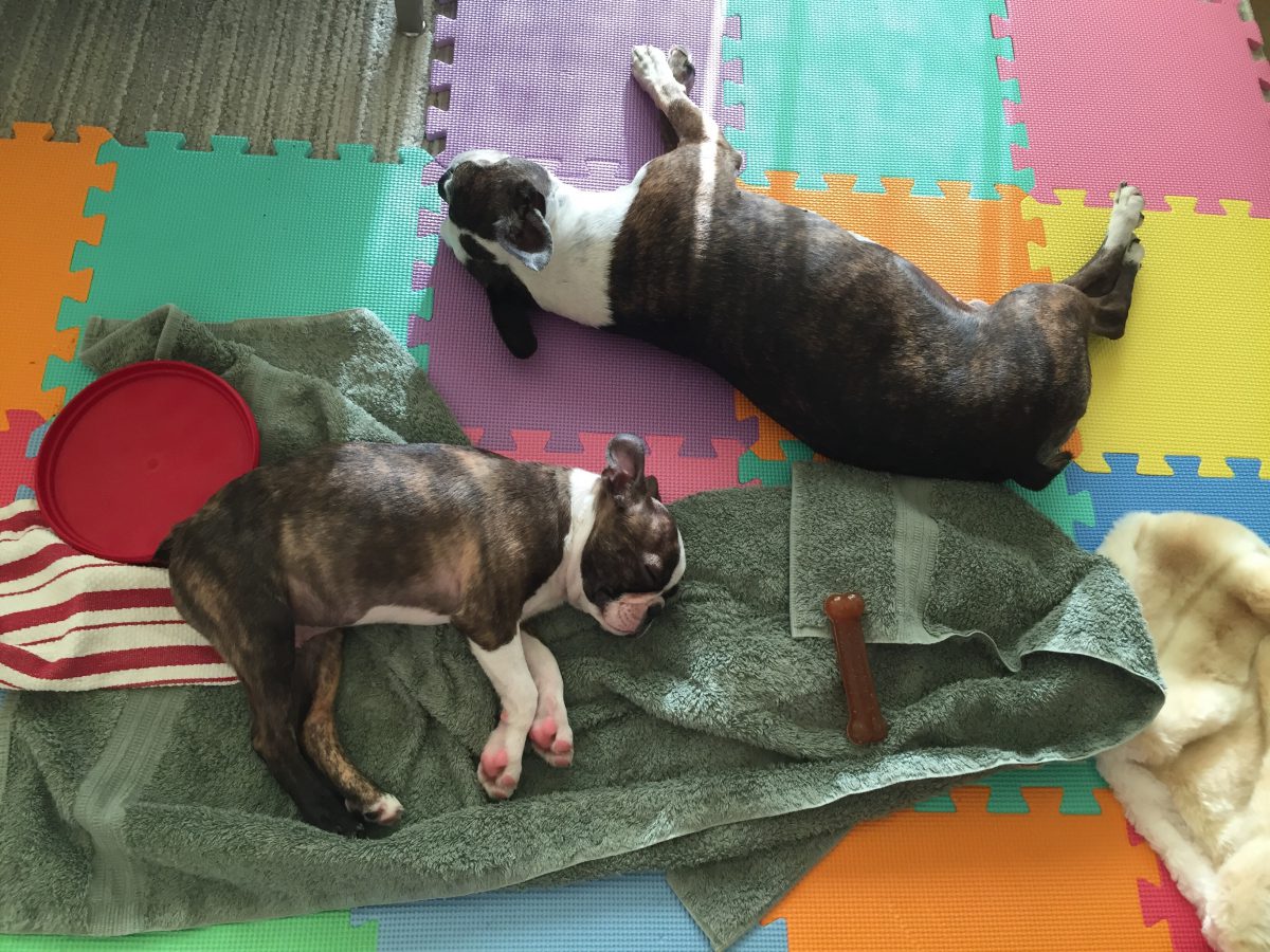 Two sleepy Bostons