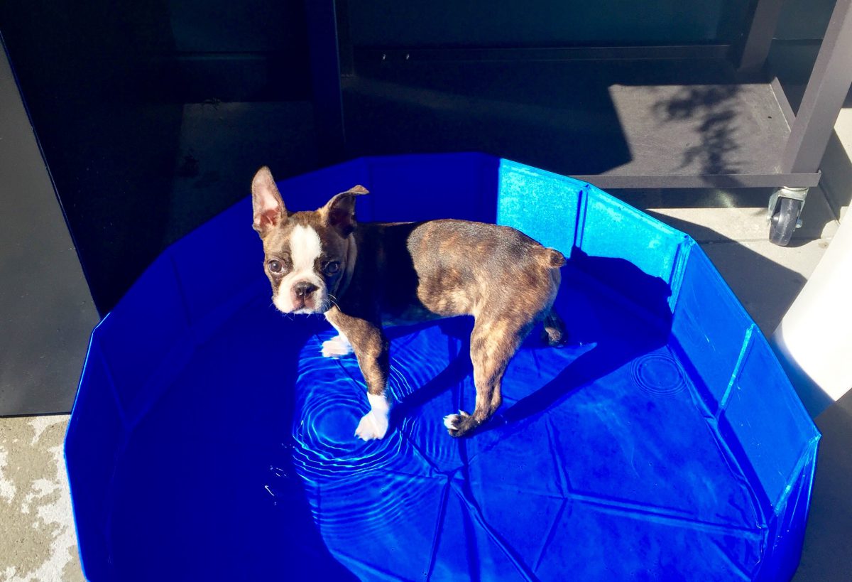 Puppy pool play