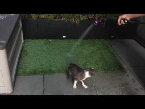 Puppy meets garden hose