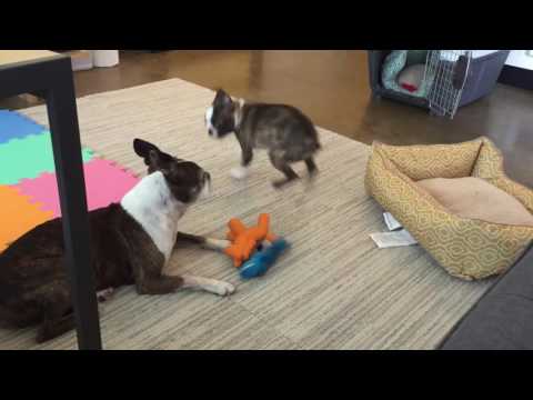 Puppy tries to play with older dog