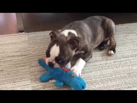 Rafa playing with his toy