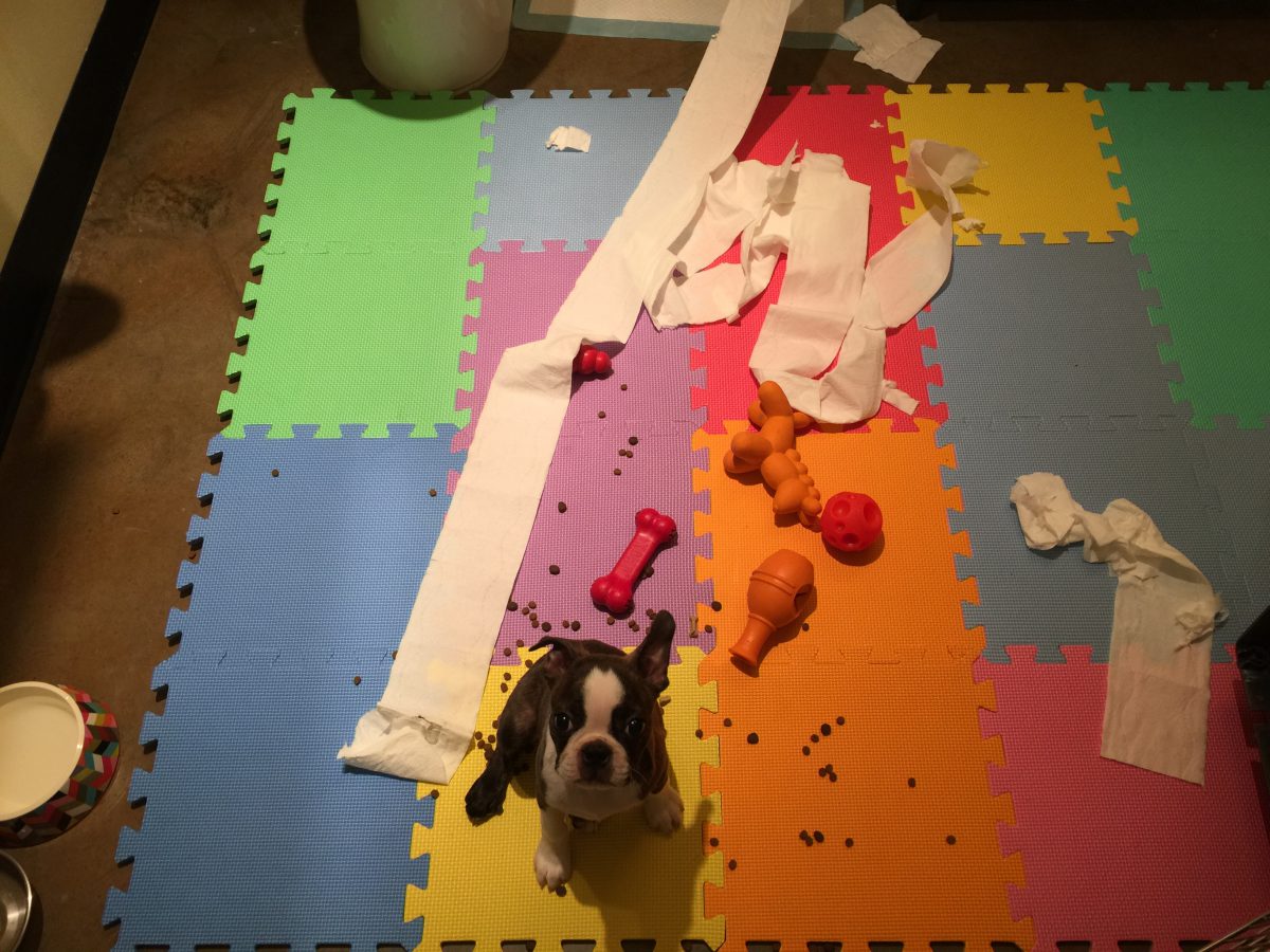 Putting the terror in terrier