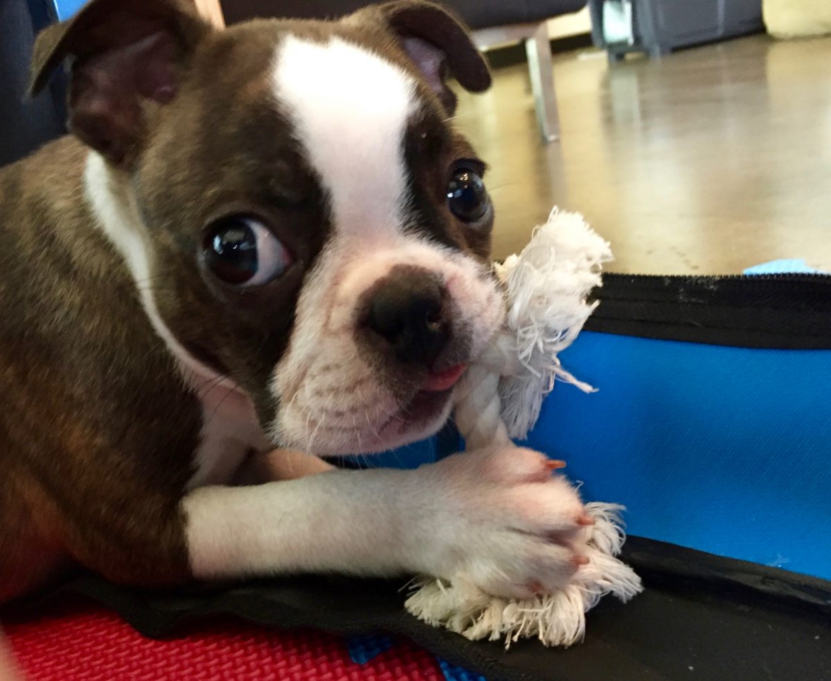Introducing Rafa!