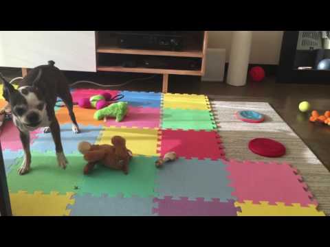 Boston Terrier puppy and older dog