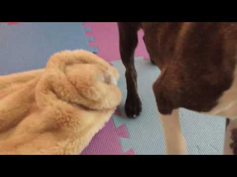Boston Terrier puppy snacking