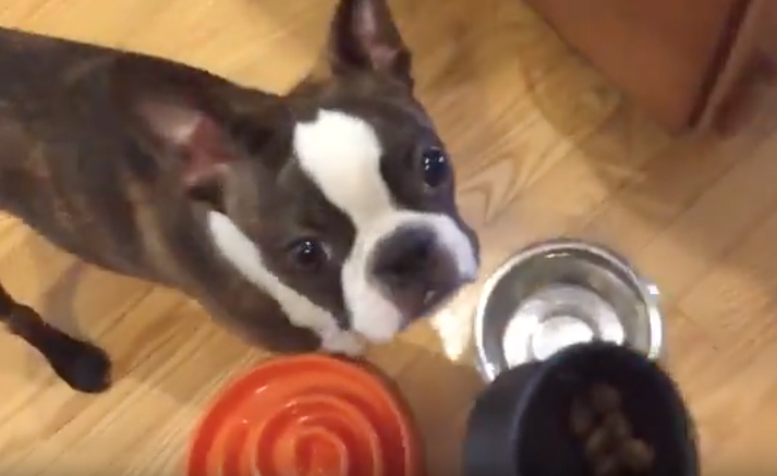 Slamming food bowl when empty