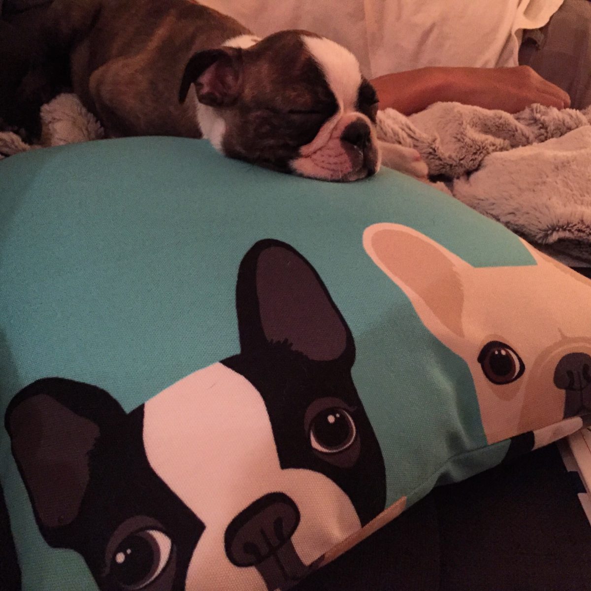 Fell asleep on the pillow 