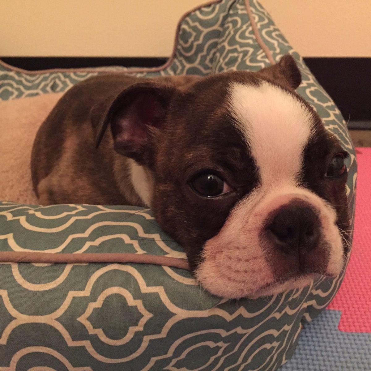 This Boston Terrier is getting sleepy