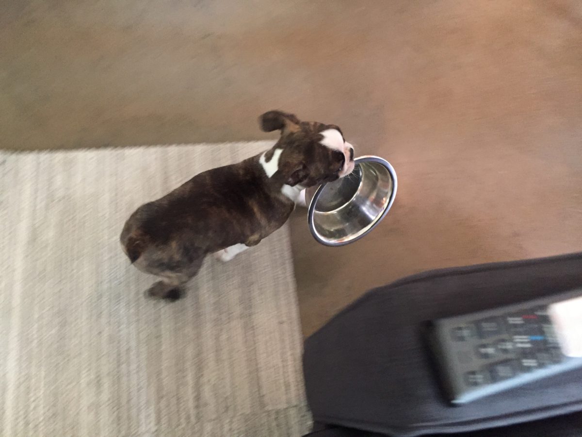 Stealing the food bowl