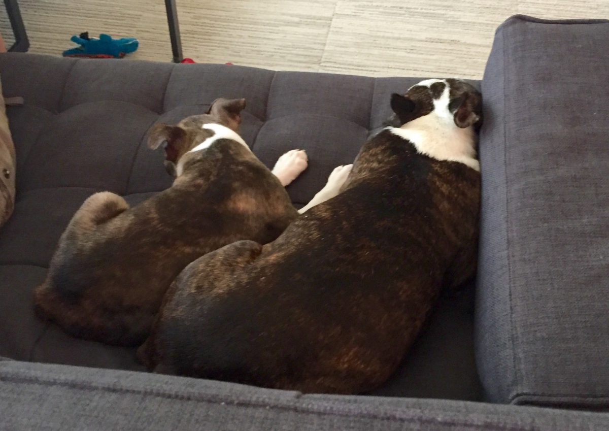 Boston Terrier adult and puppy snuggling