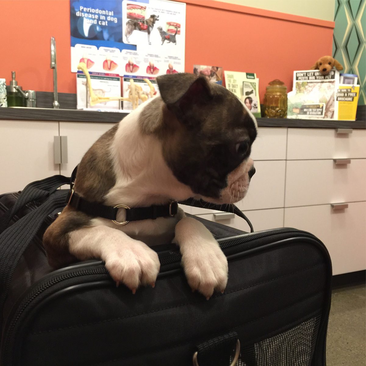 At the vet