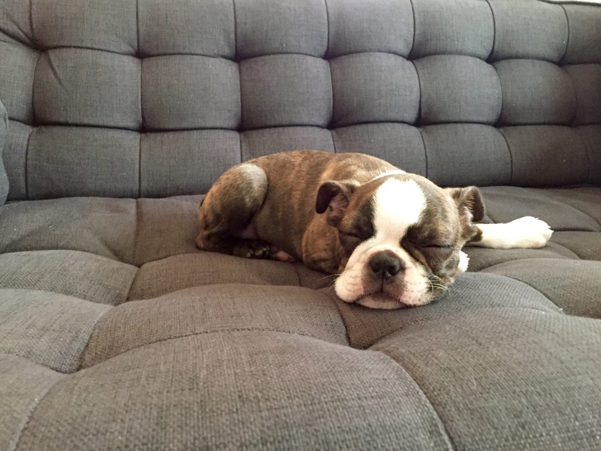Boston Terrier puppy sleeping soundly