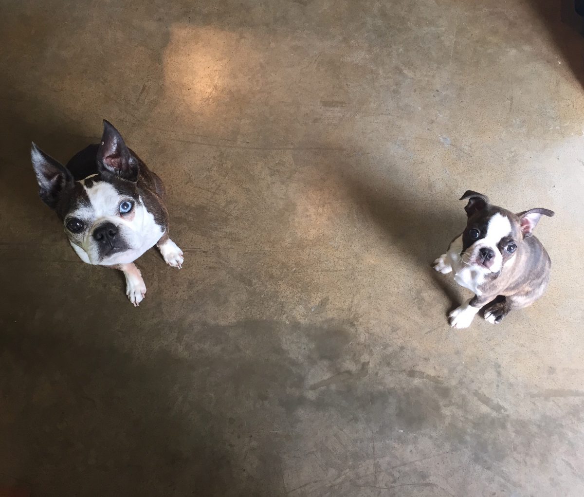 Two Boston Terriers