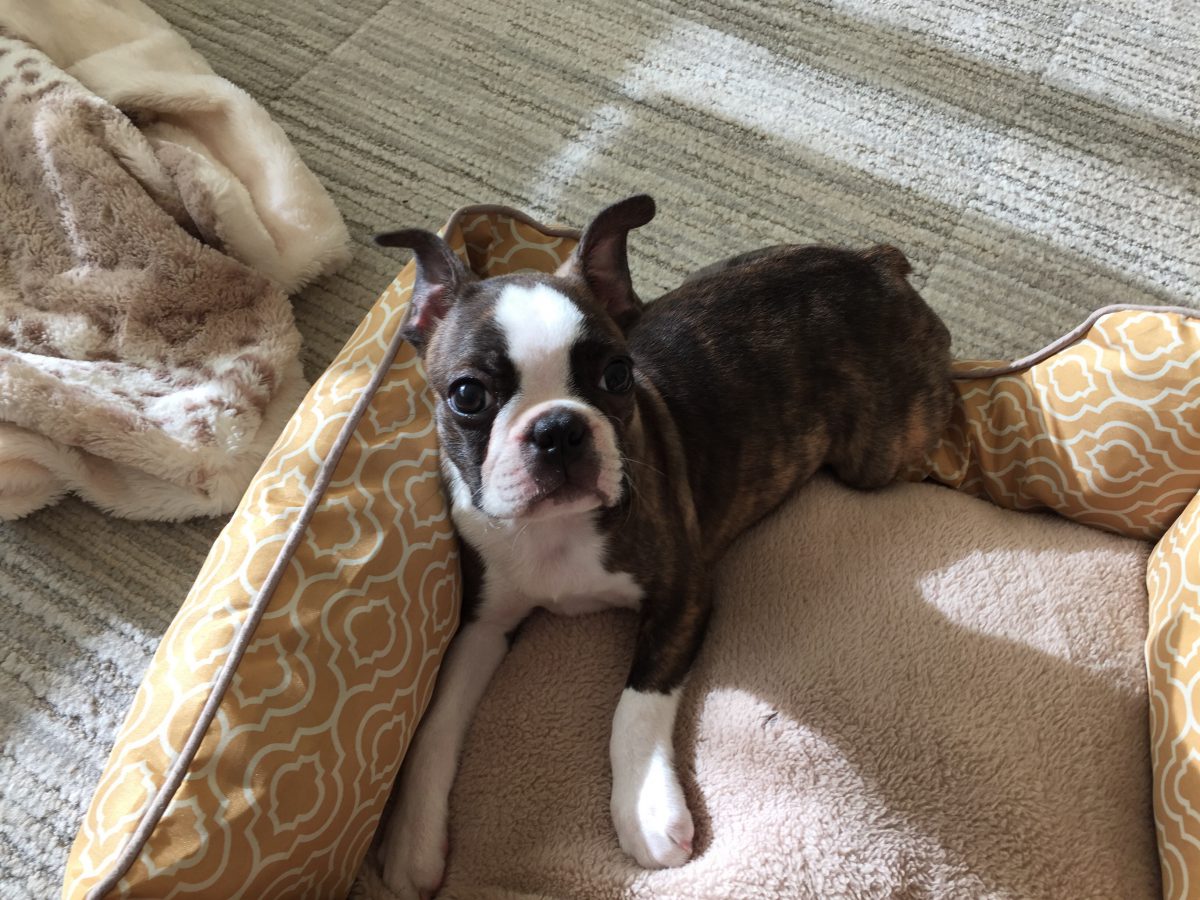 Boston Terrier puppy in bed