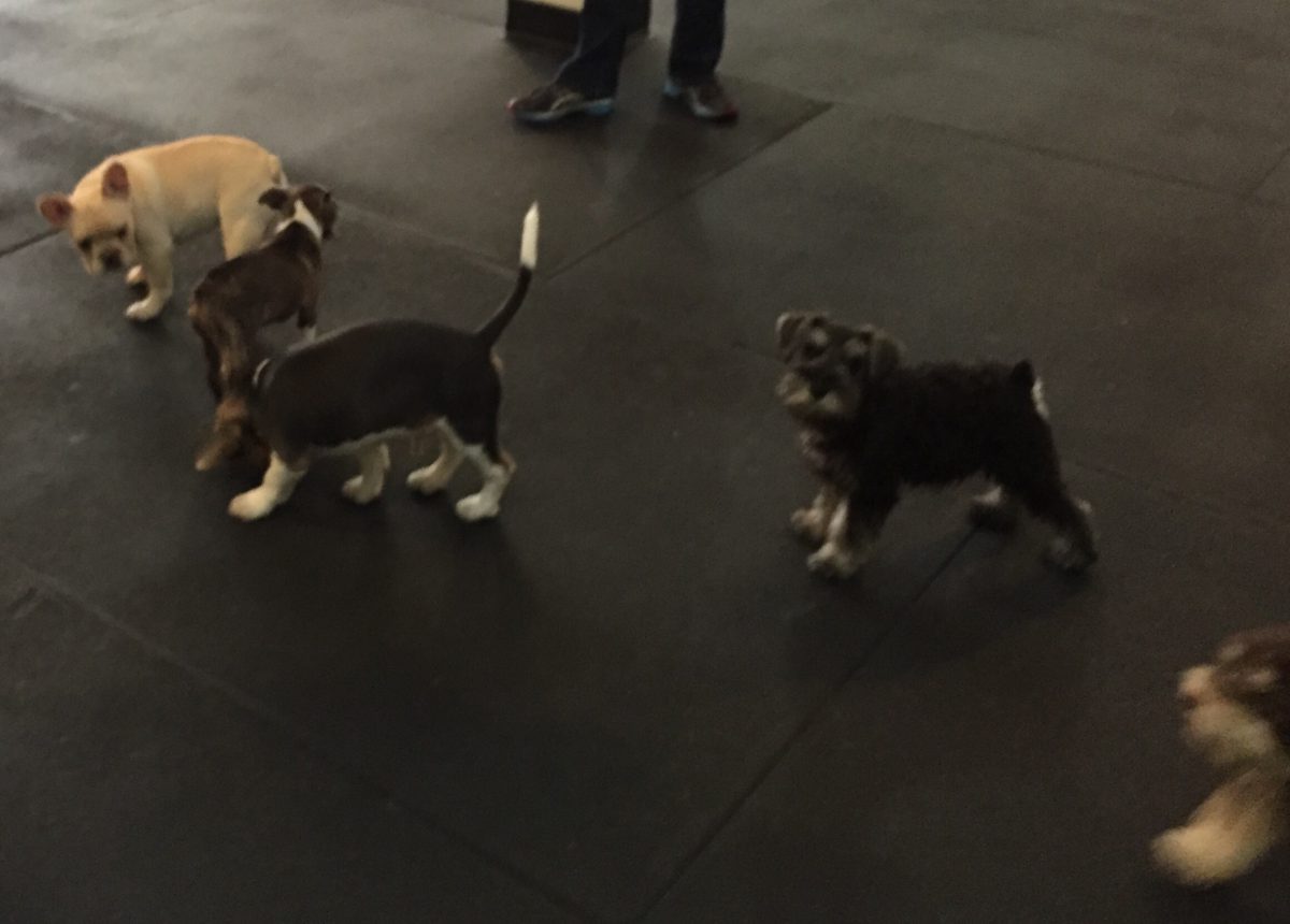 Puppy play time!