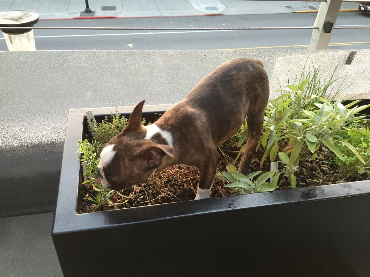 Forbidden herb garden 