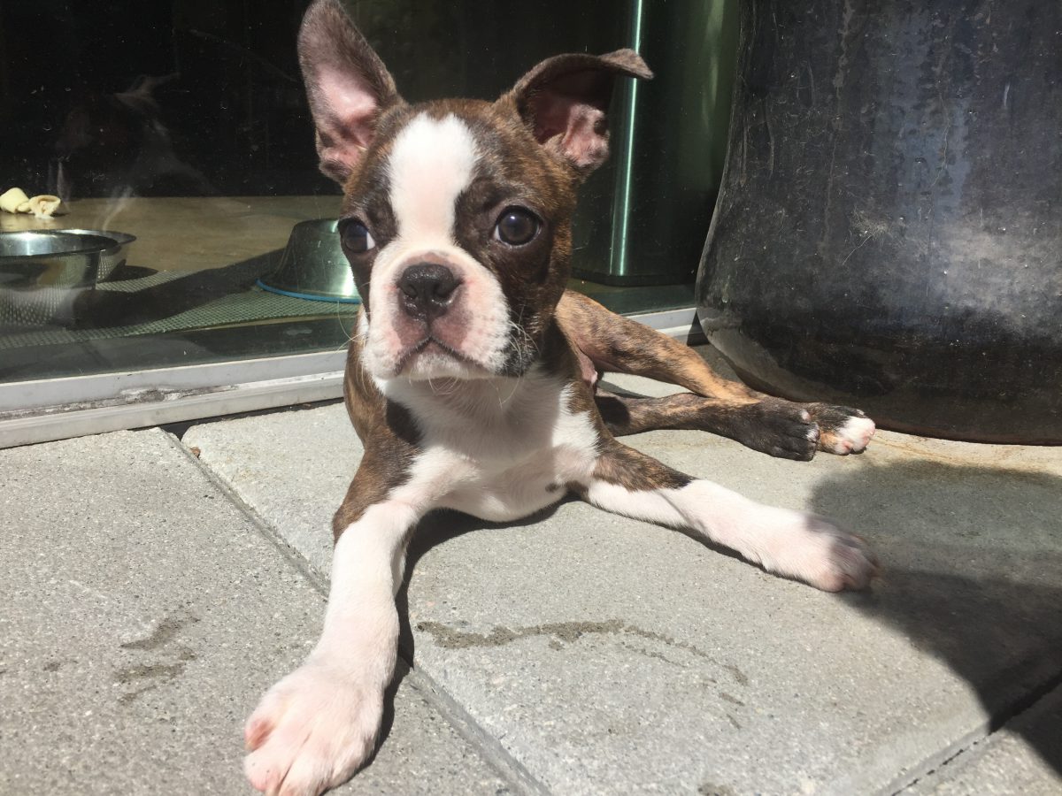 Puppy sunbathing 
