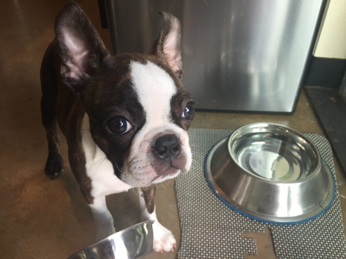 Empty food bowl
