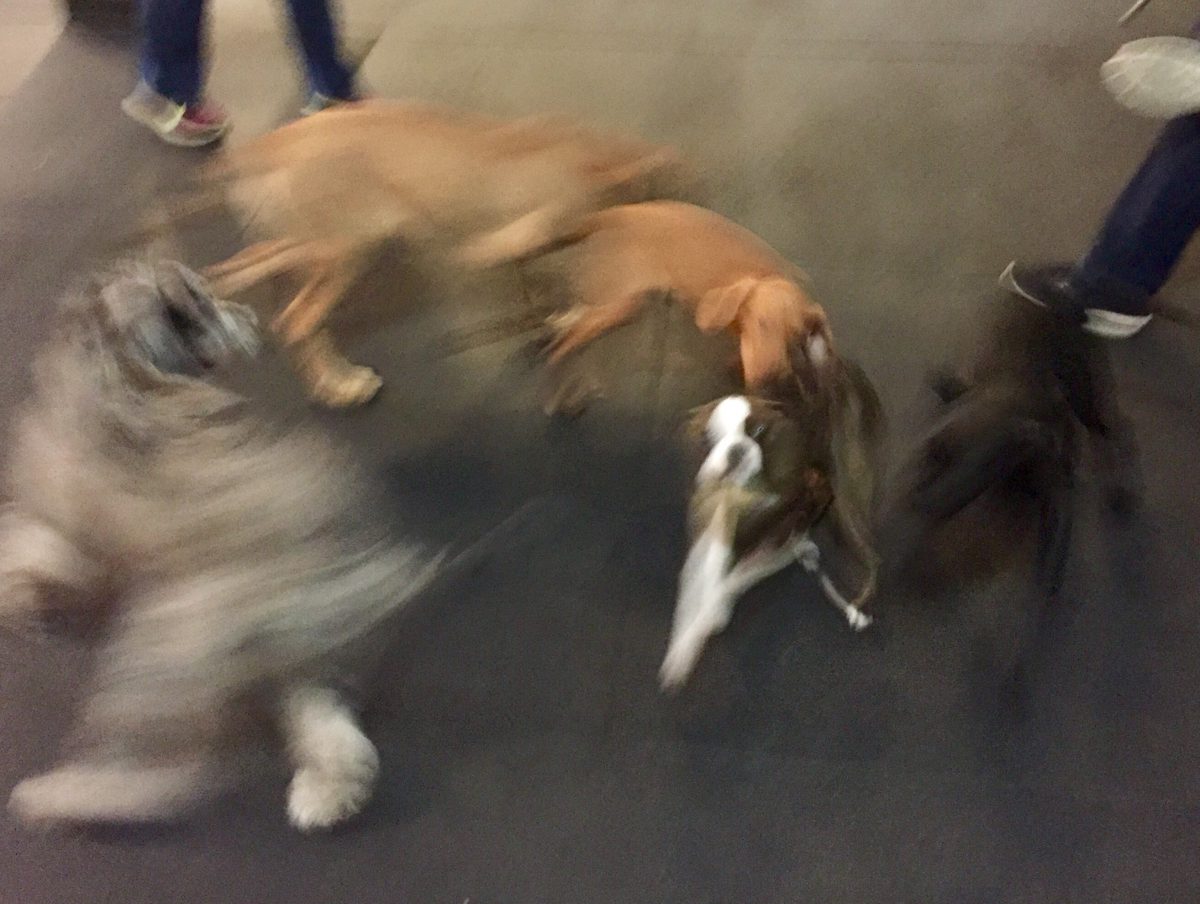 Puppy play time!